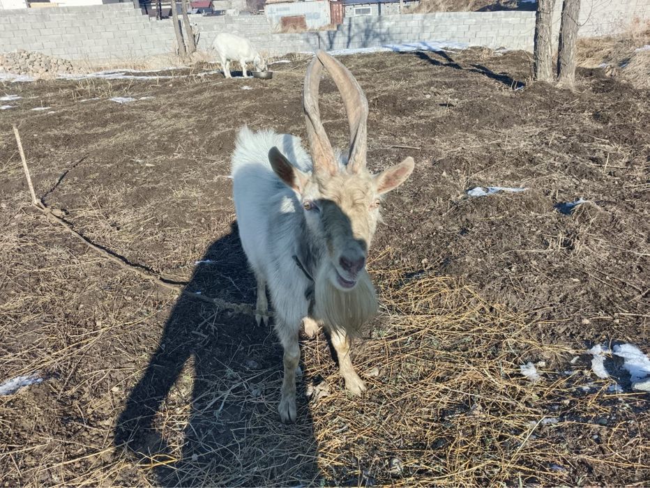 Продается козел живой