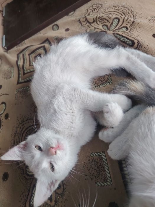 Отдаём котят, 2 девочки, в добрые руки