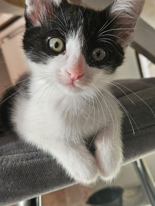 Котята Отдам в добрые руки котят  1.7 месяц
