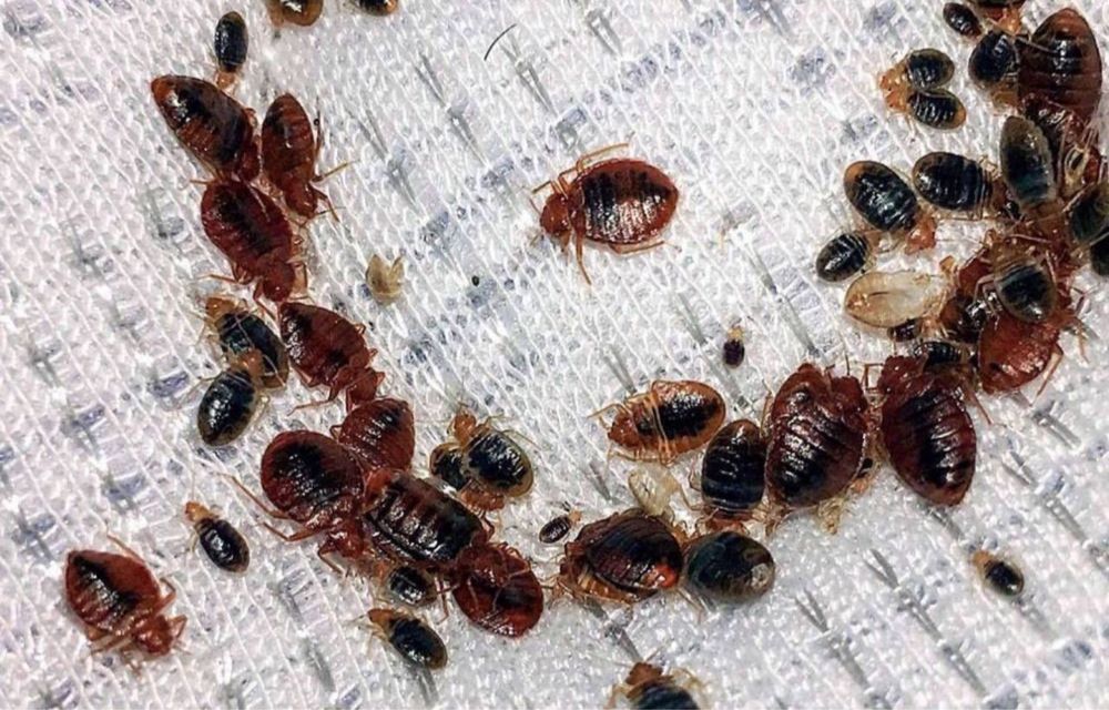 Скидка 10% Дезенфекция дизенфекция дезинфекция дизинфекция dizinfeksiy