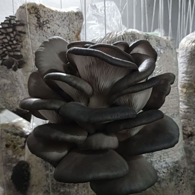 Готовые блоки Вешинки , Семена Грибов КА 17. Месистные.