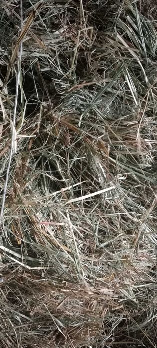 Продам сено по 500