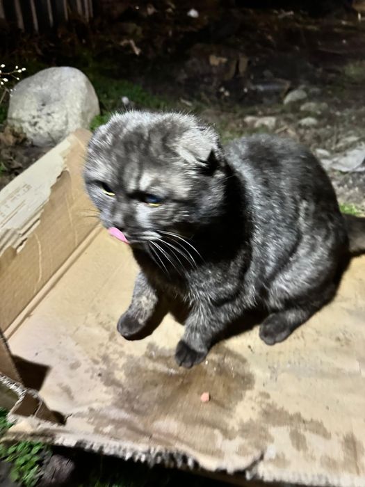 Вислоухий котик ищет дом