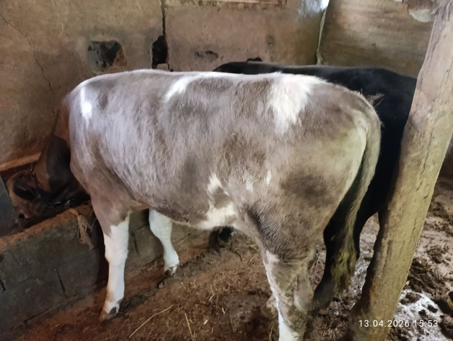 Продам двух хороших быков