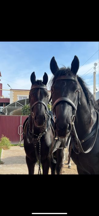 Продется лошадь Фриз