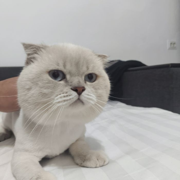 Отдадим в хорошие руки