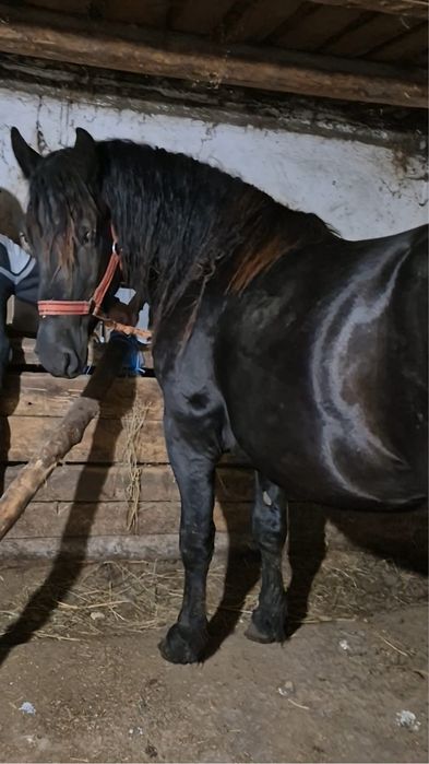 Manz de 2 ani invatat la caruta