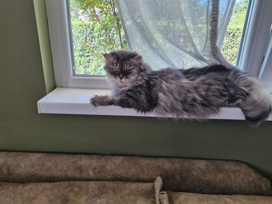 Котка домашен любимец