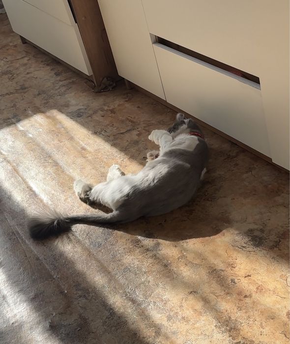 Отдам кошку в добрые руки