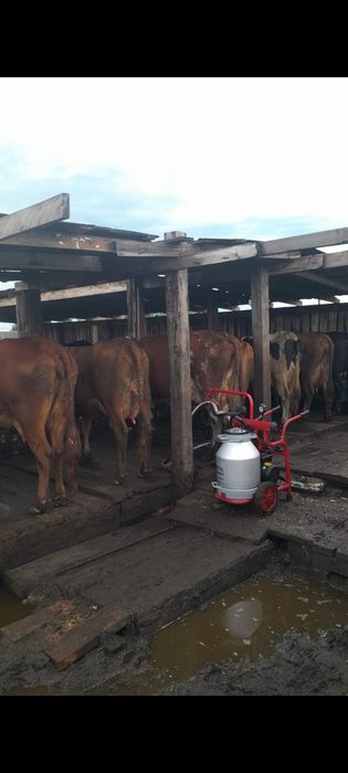 Продам срочно КРС