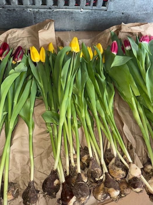 Тюльпан. Букеты. Тюльпаны