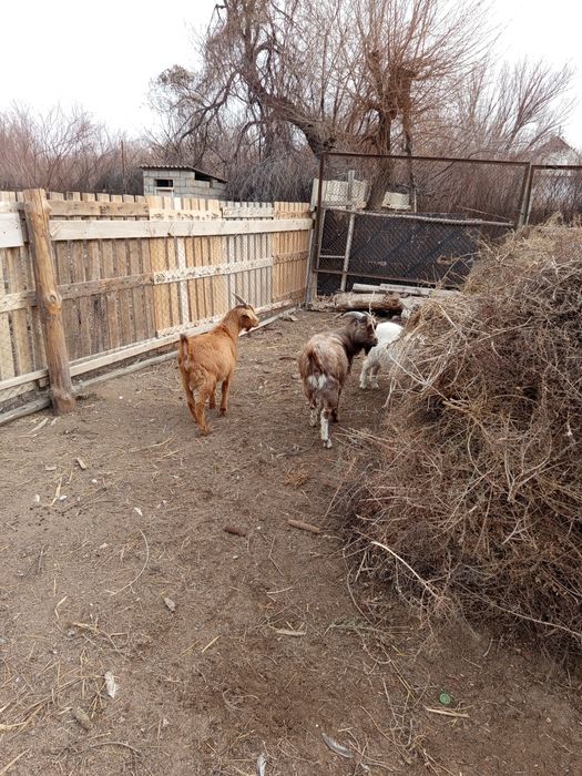 Теке лактар сатылады.