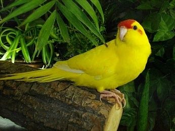 Пара жёлтых какариков