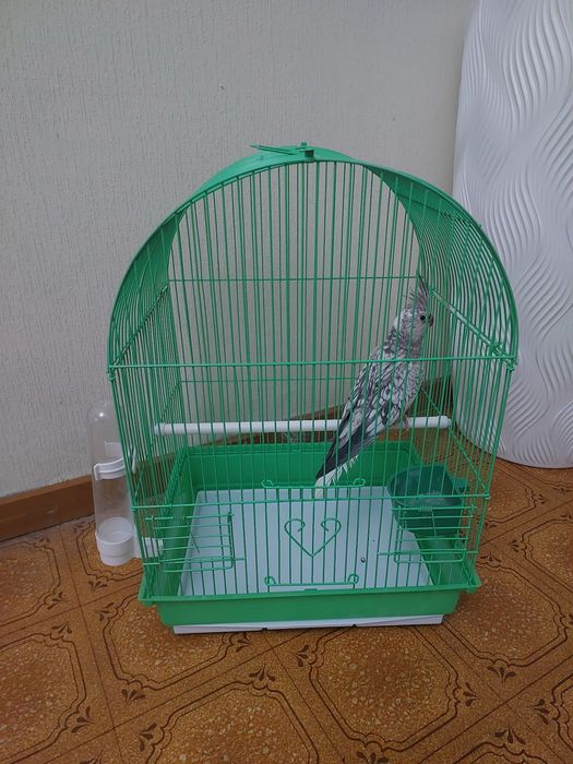 Корела безщекий клетка корм