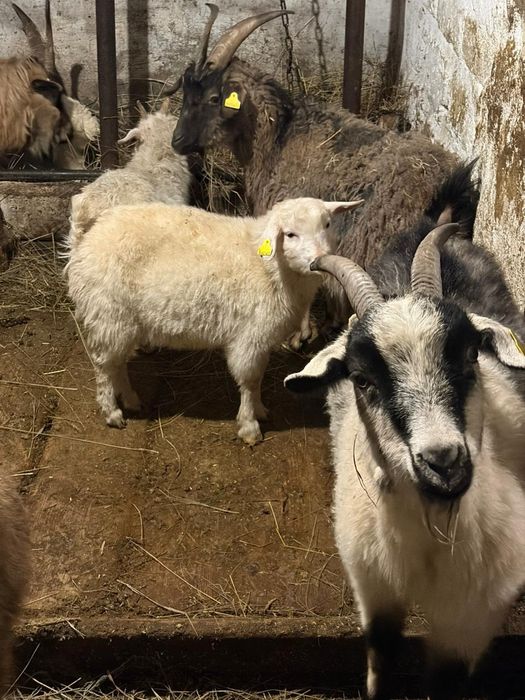 Сауынды ешкілер сатылады 40000 теңге