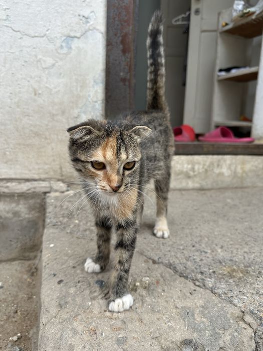 Кошечку в добрые руки.