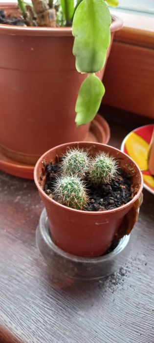 Кактус в горшочке
