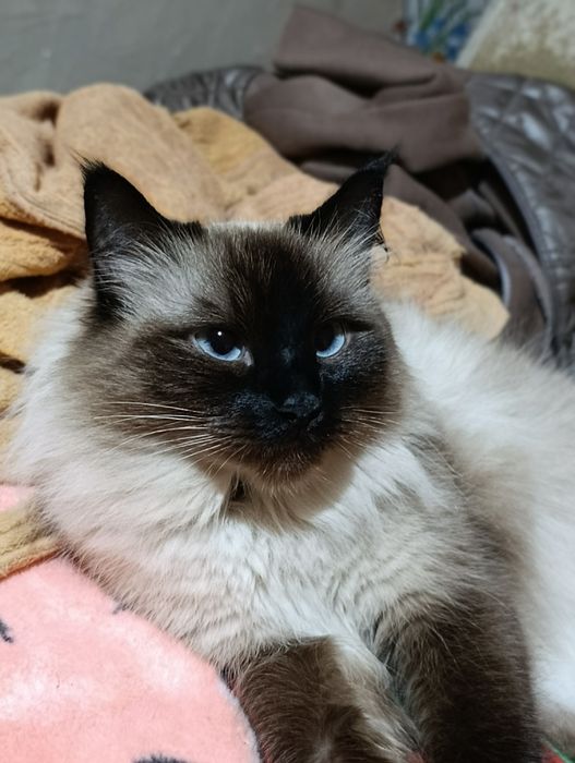 СРОЧНО нужен кот