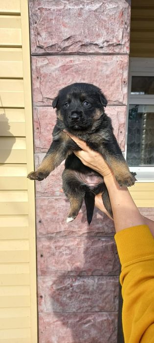 Продам щенков черной немецкой овчарки