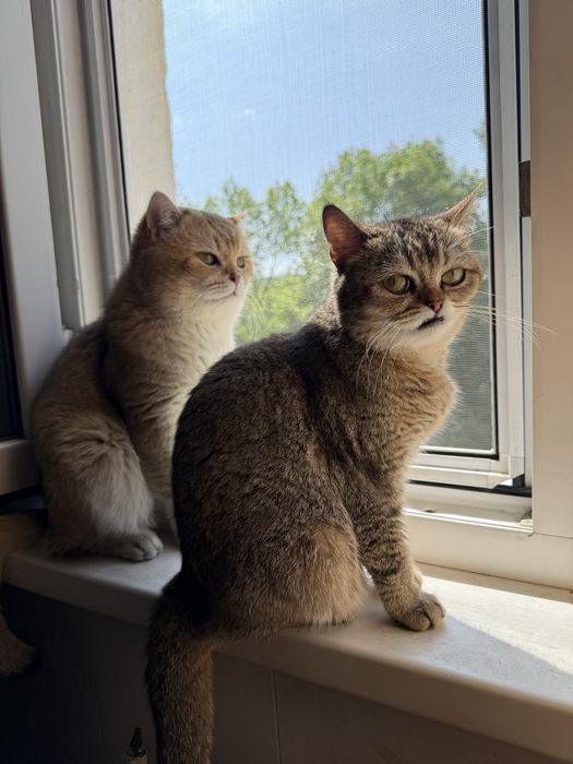 Котята чистокровные Шиншиллы