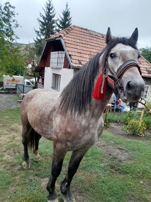 De vanzare urgent rosu manz de 3 ani si suru 3 ani