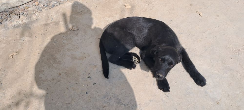 Лабладор  за двох