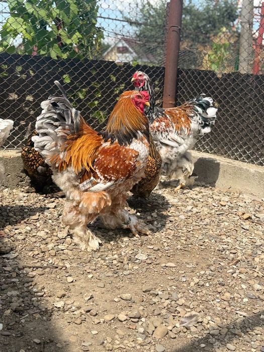 Pui brahma diferite varste