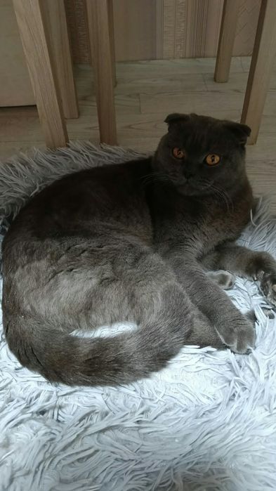 Отдам котика в добрые руки