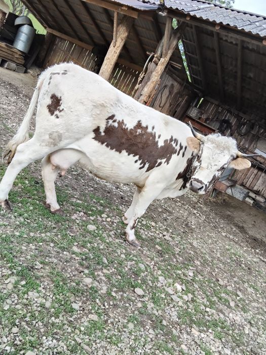 Vând Vând vacă de 5 ani gestanta de  7 luni cuminte  învățată in gard electric  0775278931