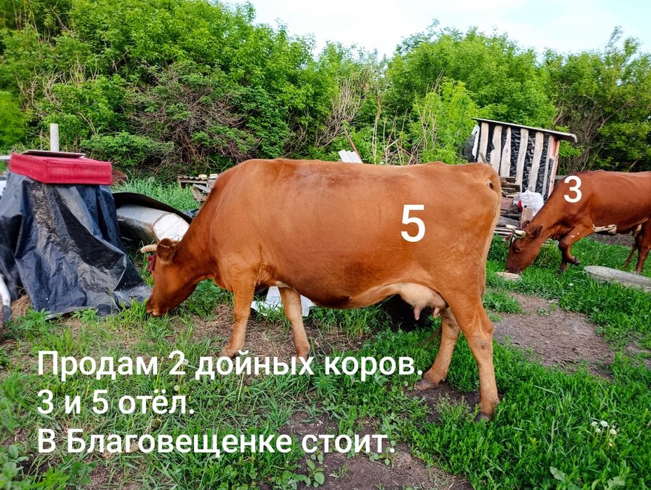 Продам 2 дойных коров