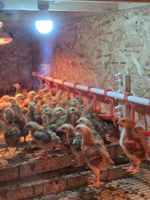 Хан-хяп жужалари