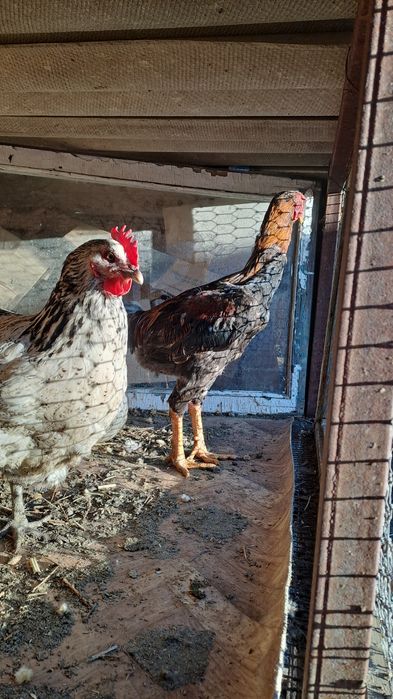 Дакан бойцовский петух