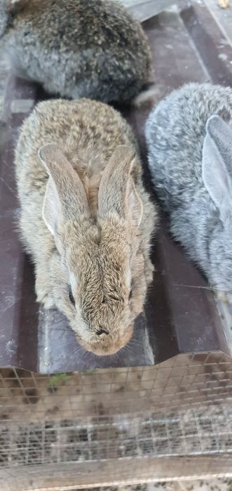 Quyon va tovuq va katak