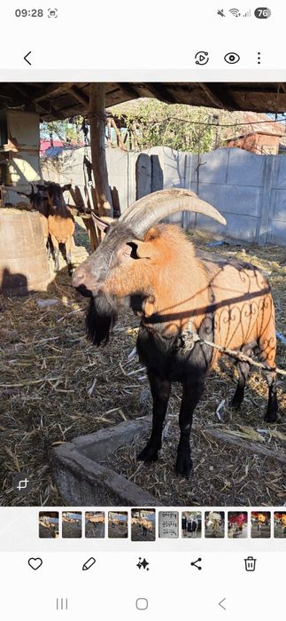 Vând Țap alpin francez