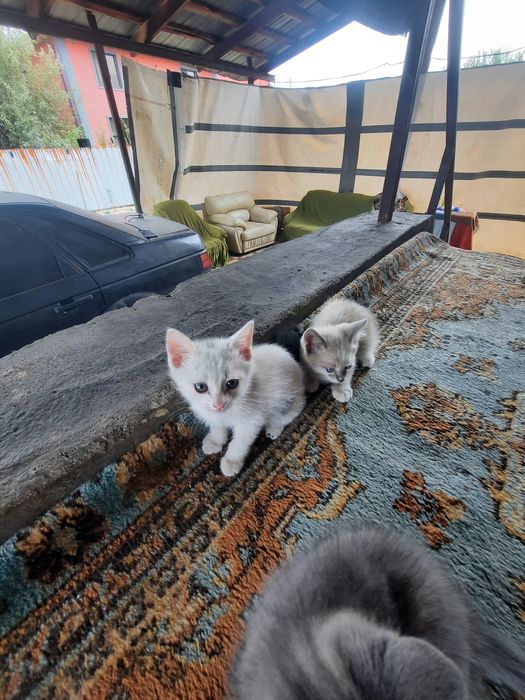 Отдадим котят в добрые руки