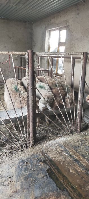 Продам тохты костраты жирные