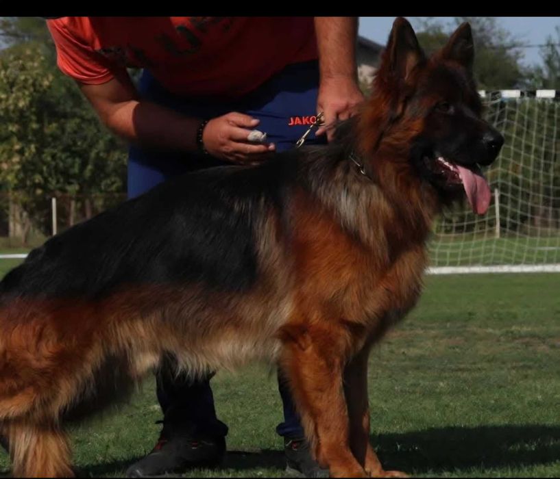 Ciobanesc German cu par lung