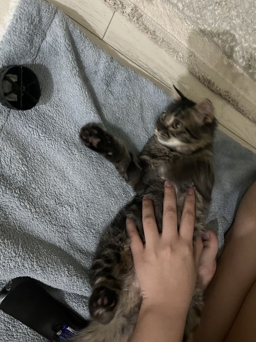 Котёнка Мальчик.