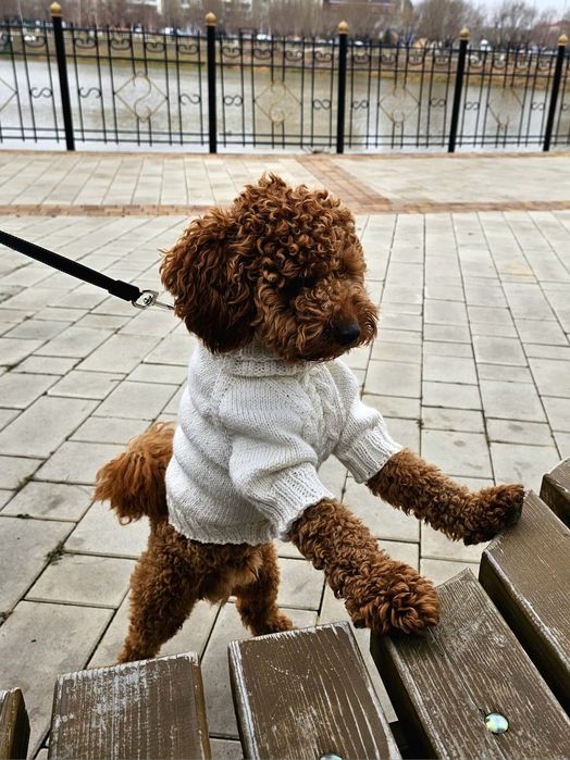 Той пудель продать