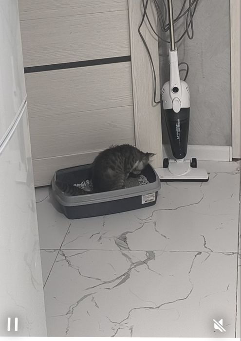 Отдам в добрые руки