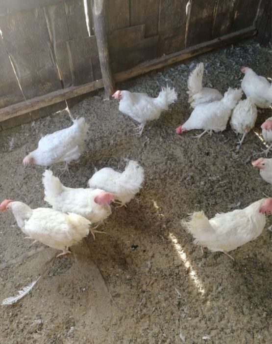 Продам несушек Леггорн