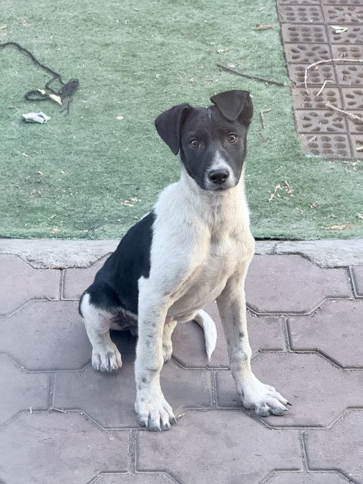 Пристраиваю малыша,Бима