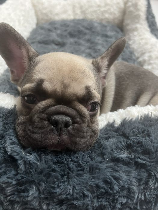 Французский бульдог