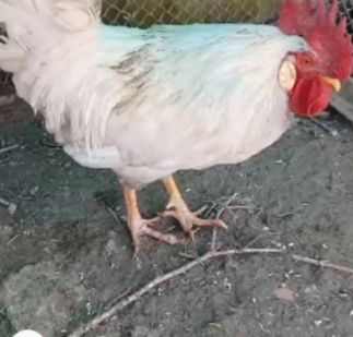 Қораз қораз қораз