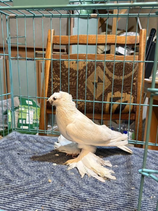 Гулбадам самец сатылады срочно