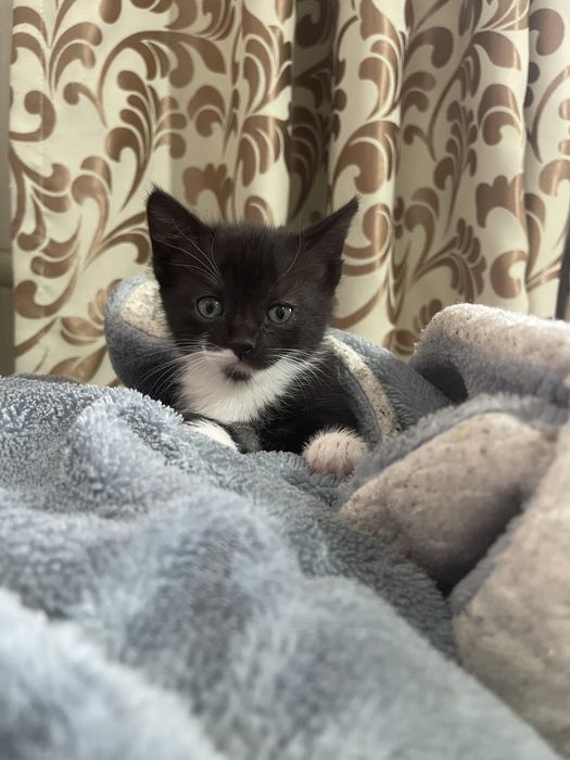 Смешанно породистый котенок