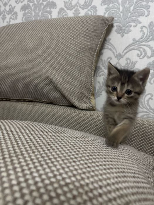 Отдам котят в добрые ручки )
