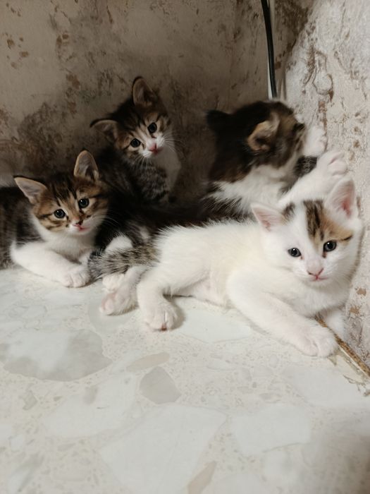 Продаются котята