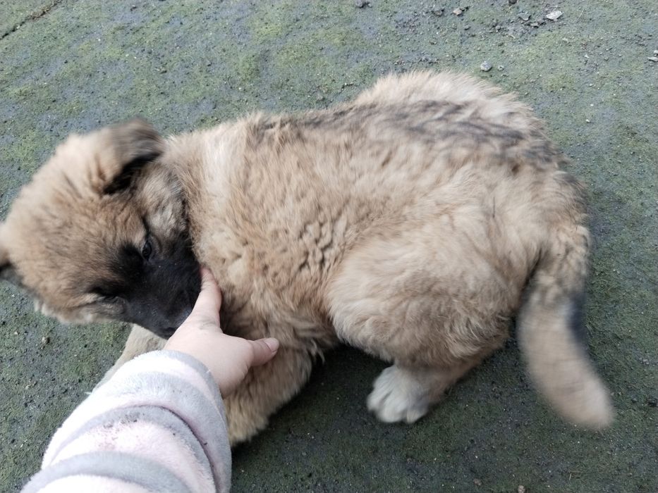 Отдам щенка 2 месяца (девочка)