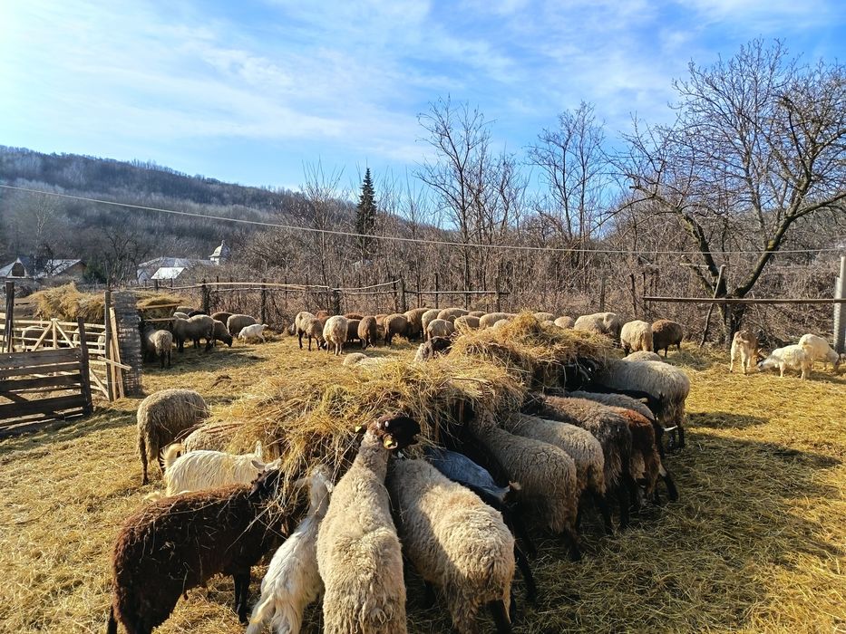 Vând 50 de oi carabașe și 20 de capre
